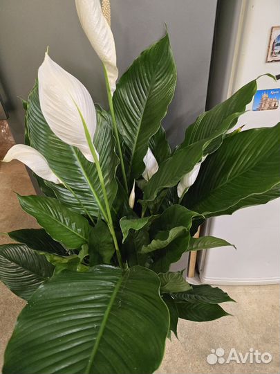 Спатифиллум Себастьяно Sweet Sebastiano