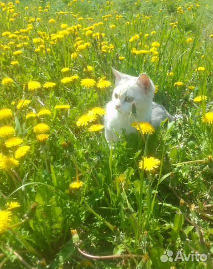 Персидские котята