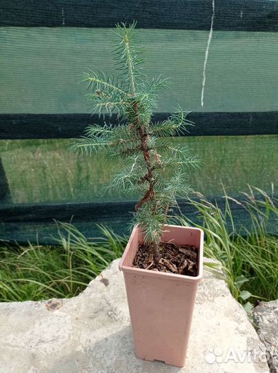 Саженцы ель голубая