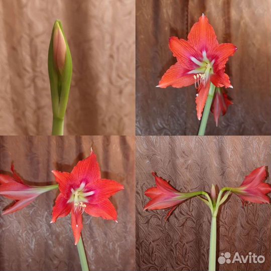 Гиппеаструм красный. Замиокулькас