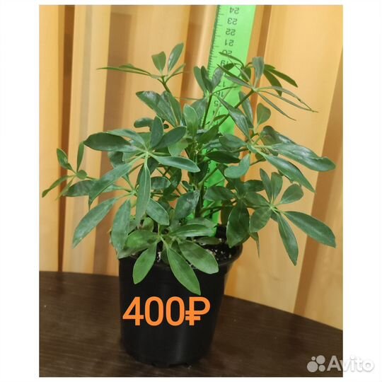 Шефлера размеры/цены разные