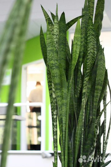 Сансевиерия классическая зеленая