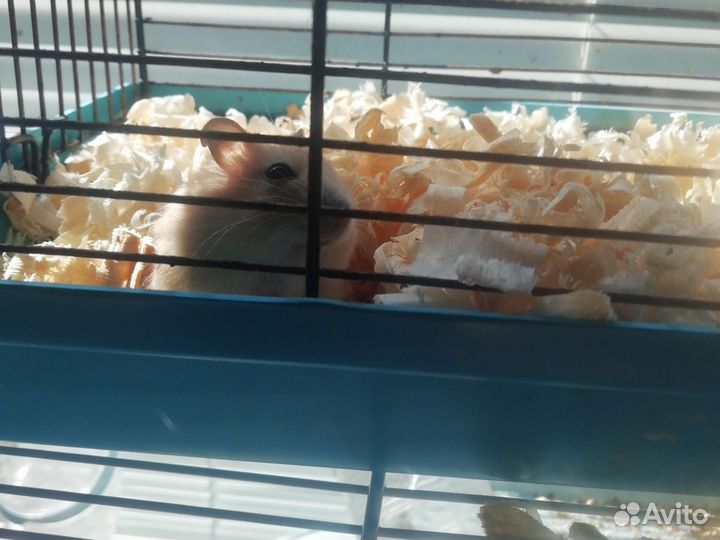Джунгарский хомяк