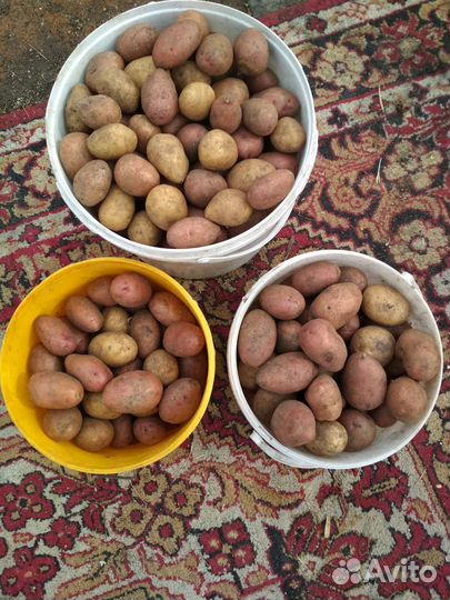 Семенной картофель