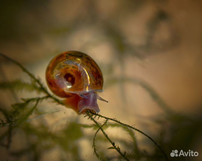 Улитка катушка (Planorbidae)