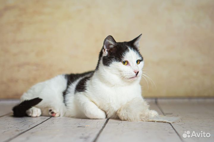 Совсем молодой котик ищет свою семью