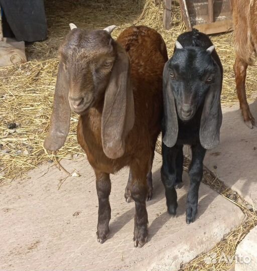 Продам козочек