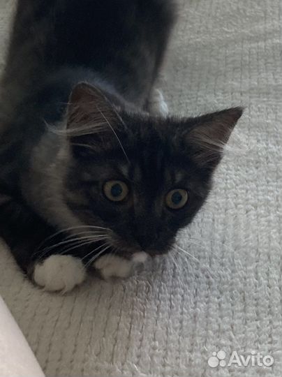 Отдаю кота
