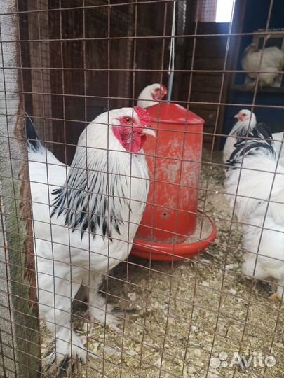 Инкубационное яйцо