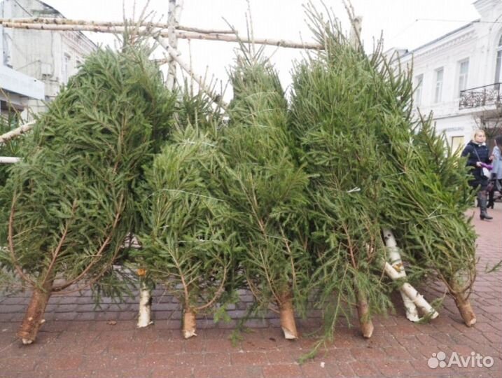 Елки, пиротехника (предзаказ)