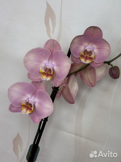 Орхидея фаленопсис