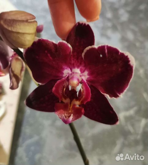 Орхидея фаленопсис Вероника мутант