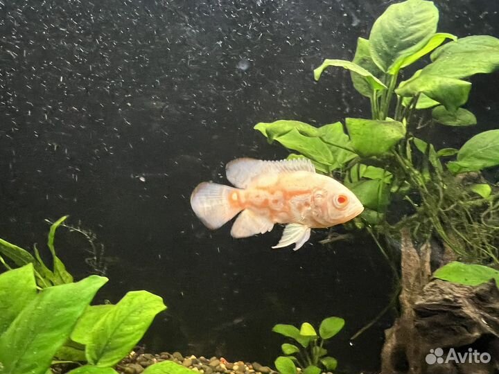 Астронотусы альбиносы