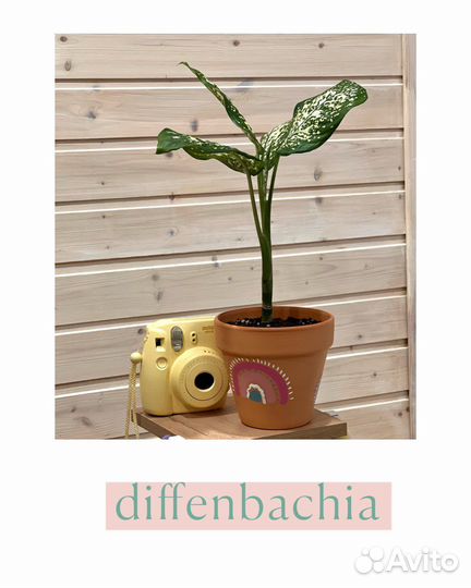 Диффенбахия в горшке
