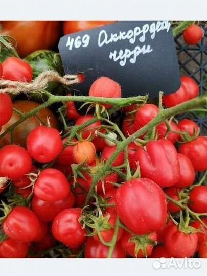 Продам коллекционные семена черри