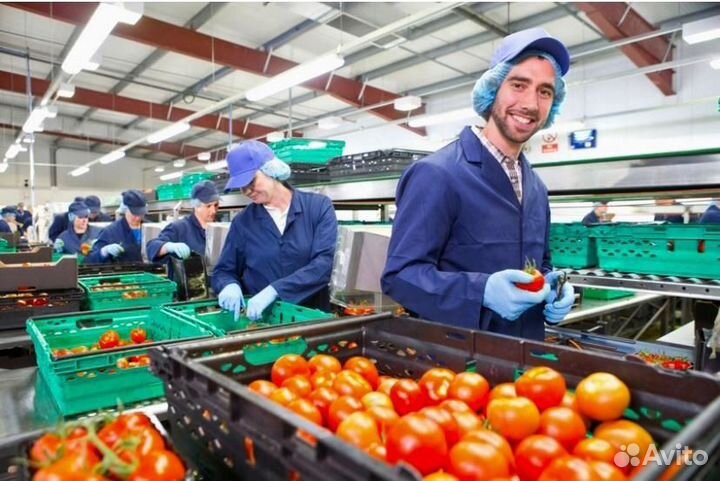 Фасовка томатов с проживанием в Туле