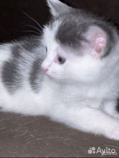 Британский котёнок мальчик