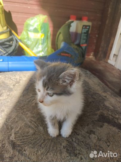 Кошка в дар