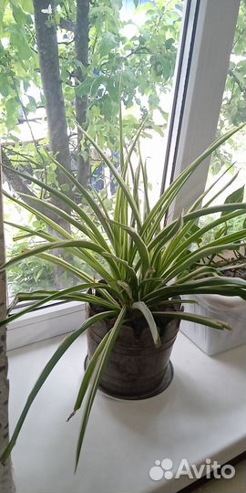 Хлорофитум