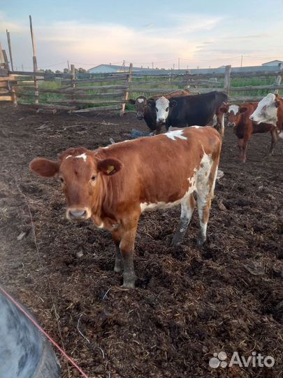 Тёлка телёнок