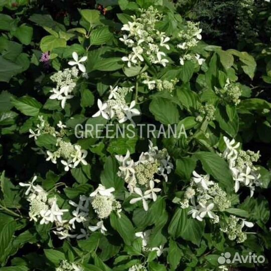 Гортензия метельчатая Great Star