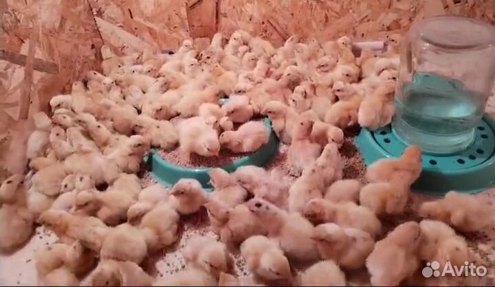 Перепел суточные Белый Гигант