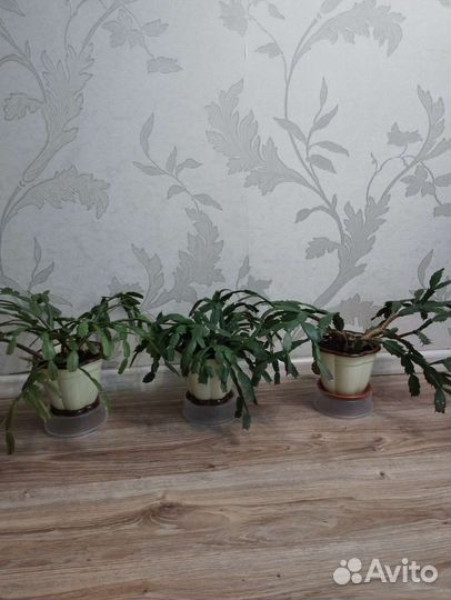 Декабрист шлюмбергера