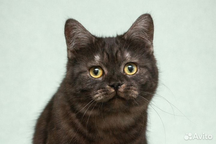 Котёнок-подросток Агат