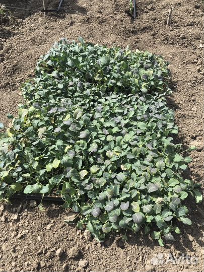 Рассада брокколи