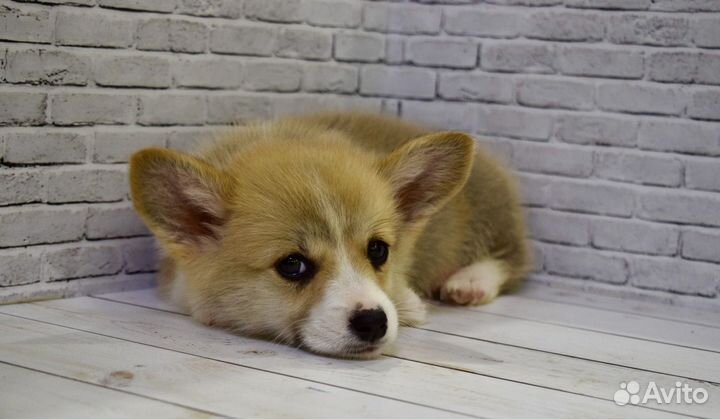 Лучшие щенки корги