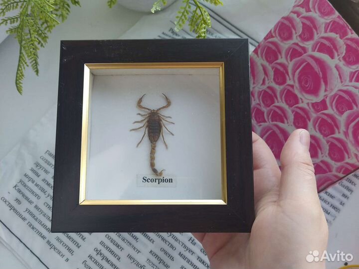 Картина подарочная с мумией скорпиона
