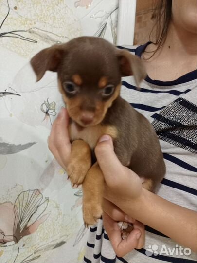 Той-терьер щенки