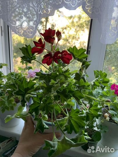 Пеларгония герань тюльпановидная