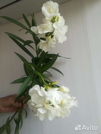 Олеандр белый ароматный