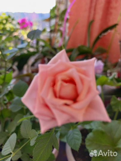 Комнатные растения