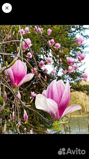 Экскурсия Абхазия.Сочи.Красная Поляна