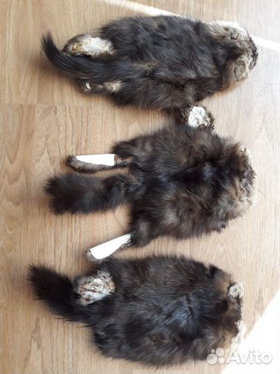 Шкуры соболя