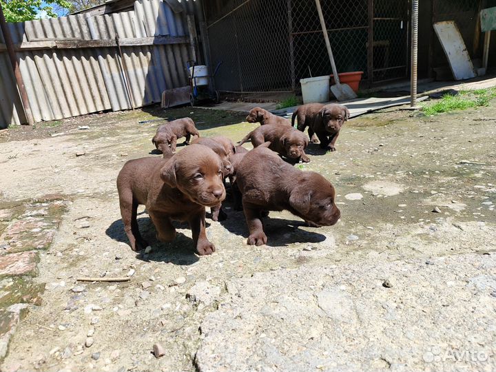 Щенки лабрадора шоколадные
