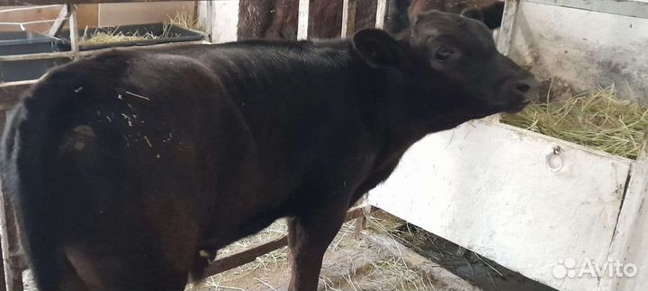 Бычки Лимузины и Абердин-ангус