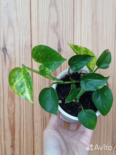 Сциндапсус золотистый