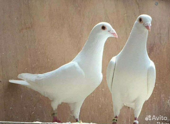 Голуби на свадьбу пара белых на выпуск