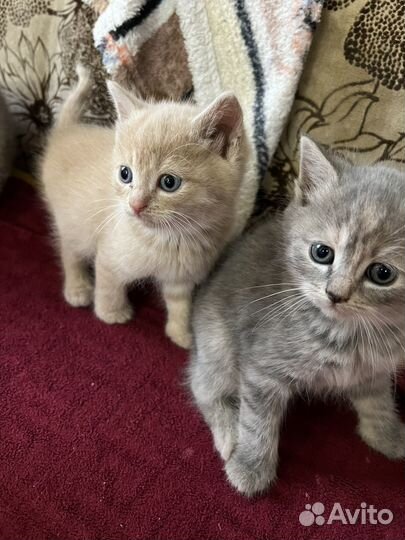 Британские котята