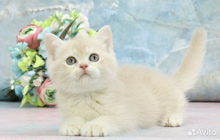 Кошка лиловая золотая шиншилла су12 зеленые глаза