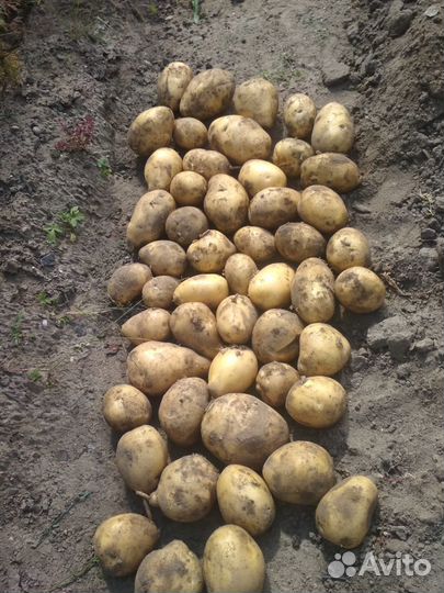 Продам картофель