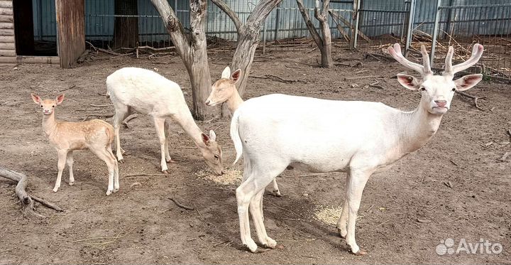 Лань европейская