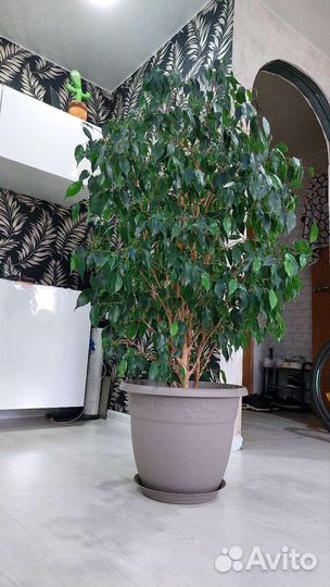 Фикус бенджамина