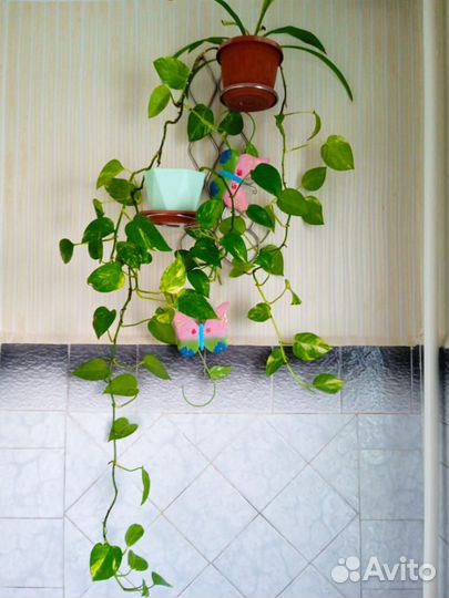 Продам цветы комнатные