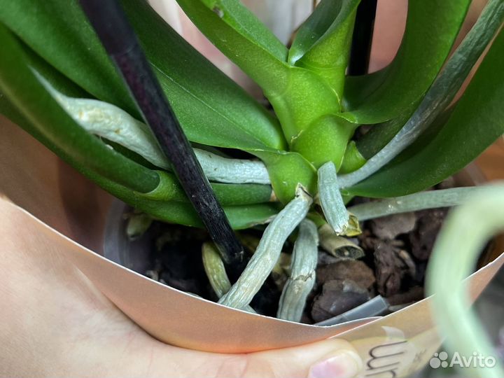 Орхидея дикий кот отцветает