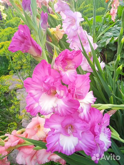 Гладиолусы цветы букет срезка