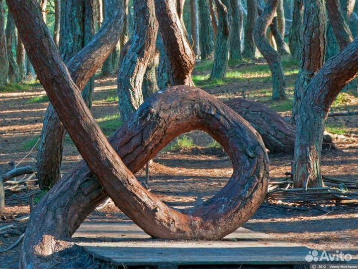 Путешествие на авто по Куршской косе